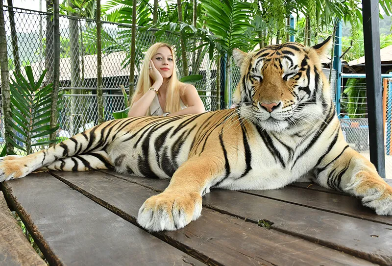 Tiger Park Pattaya